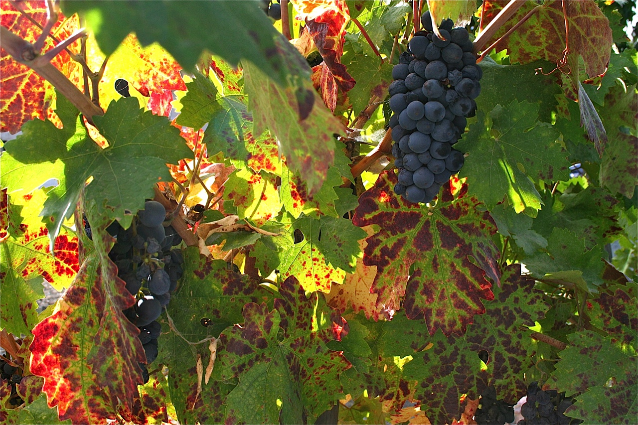 Charter Oak Vineyard 2011